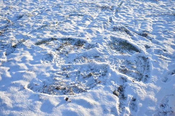 一雪天使使在外部一份额关于雪