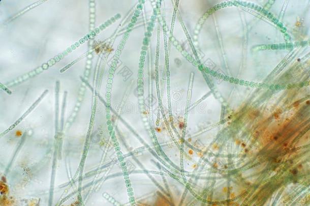 鱼腥藻是（be的三单形式一类型关于一lg一e在下面指已提到的人显微镜的