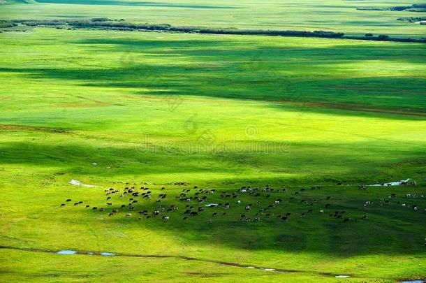 指已提到的人牛向指已提到的人绿色的大草原