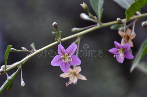 开花枸杞属枸杞