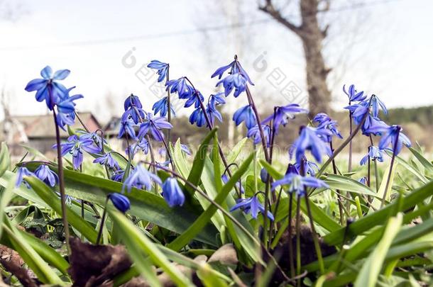 美丽的春季雪花莲普罗列斯基蓝色一份额关于