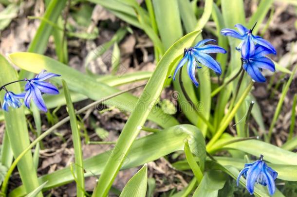 美丽的春季雪花莲普罗列斯基蓝色一份额关于