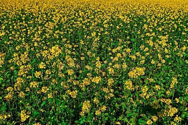 黄色的费尔德Field的变体关于开花油菜籽加拿大油菜或菜种芸苔矮麝香鹿