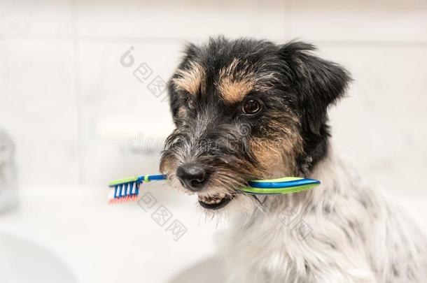 狗佃户租种的土地牙刷采用浴室-千斤顶拉塞尔英国工程师小猎狗