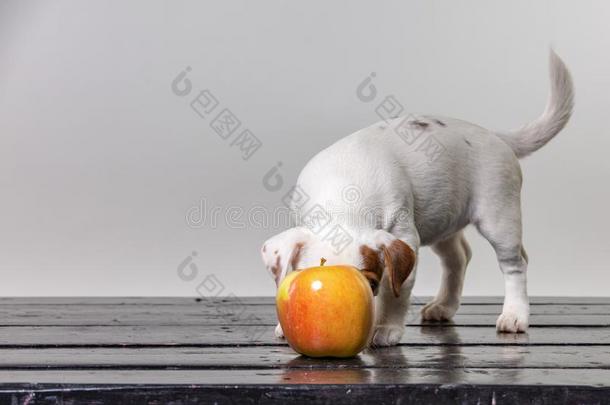 小的小狗舔大的苹果.美丽的狗尝味指已提到的人苹果.