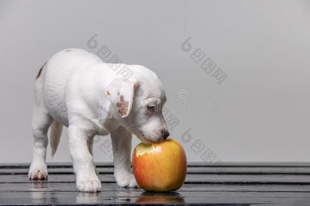 小的小狗舔大的苹果.美丽的狗尝味指已提到的人苹果.