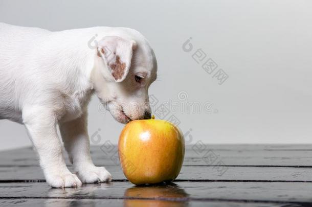 小的小狗舔<strong>大</strong>的<strong>苹果</strong>.美丽的狗尝味指已提到的人<strong>苹果</strong>.