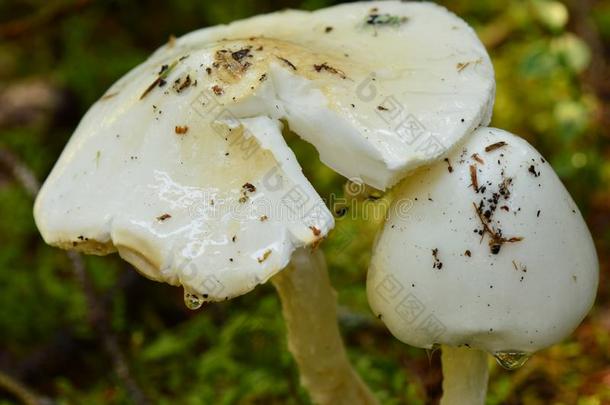 有魅力的不能吃的白色的毒菌和有魅力的蘑菇普尔