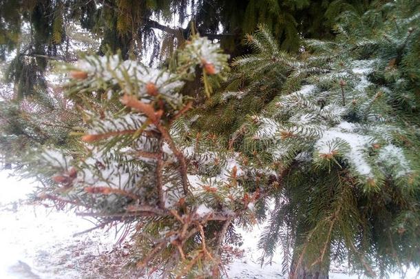 指已提到的人<strong>即将</strong>到来的冬.树枝关于圣诞节树大量的和雪.