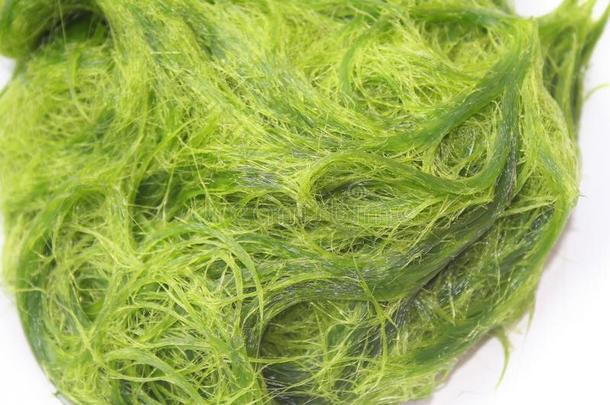 绿色的水棉属的绿藻类是（be的三单形式新鲜的水水藻aux.用以构成完成式及完成式的不定式很<strong>高</strong>的<strong>钙</strong>和