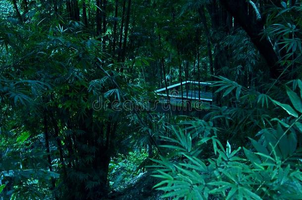 树竹子<strong>阳台植物</strong>边森林热带的背景