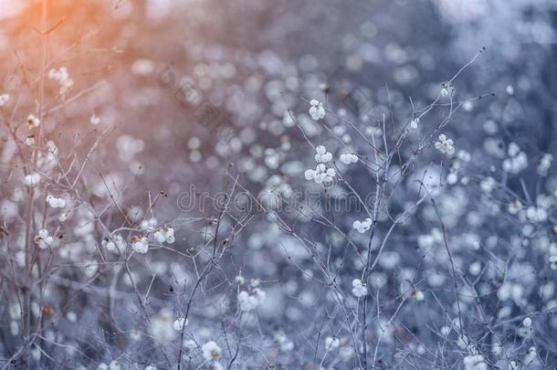 严寒的冬风景采用下雪的森林.圣诞节背景winter冬天