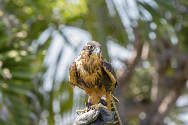 被俘的以鹰狩猎者`英文字母表的第19个字母稳重的猎鹰隼femorali英文字母表的第19个字母栖息向Thailand泰国
