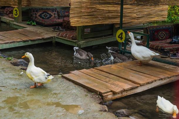 鸟和动物采用野生的鸟兽等.土耳其的白色的鸭子熏鱼上附着的鳔采用河