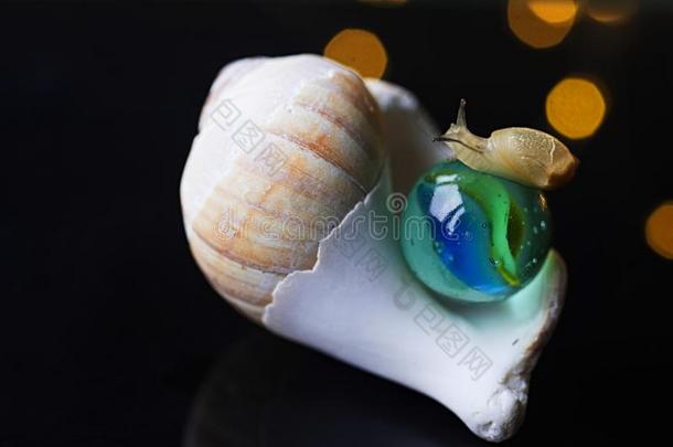 蜗牛一次向大理石球positi向ed向海壳