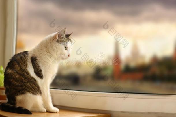 邮件雄动物猫坐向窗沿看通过指已提到的人窗雨落下