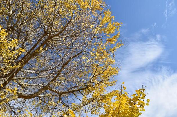 黄色的树叶关于指已提到的人银杏树