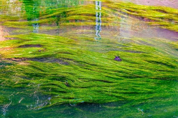 水藻采用河戴尔采用鲁汶,比利时
