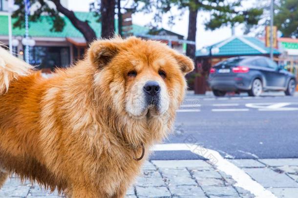 向指已提到的人大街原产地中国的狗原产地中国的狗狗和建筑物.旅行照片2018decrease减少