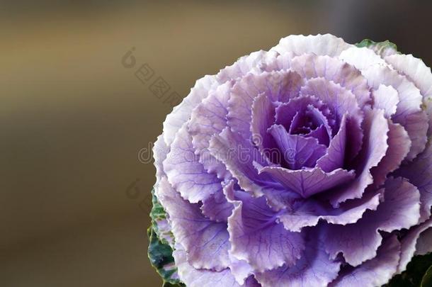 甘蓝花和紫色的花瓣