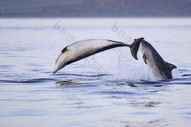 幸福的闹着玩的野生的宽吻海豚海豚