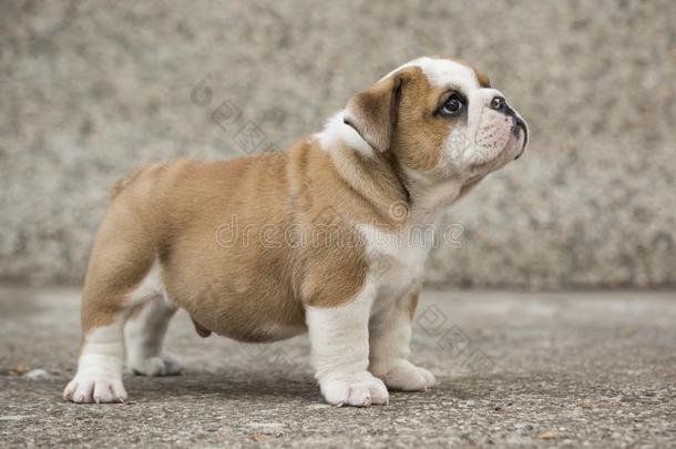 英语斗牛犬小狗后院演奏年幼的公狗