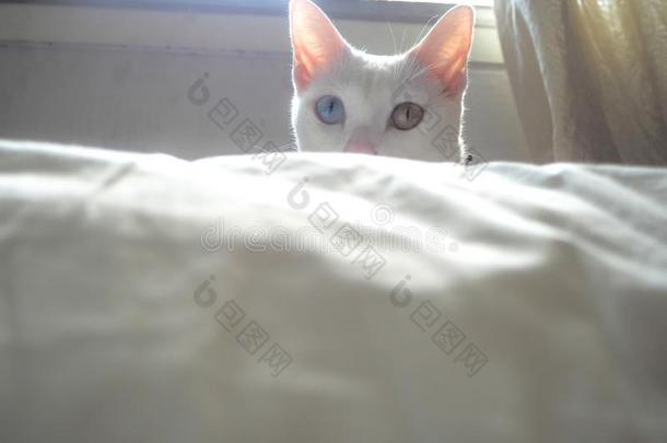 白色的值得崇拜的猫小猫和美丽的蓝色黄色的眼睛隐藏wickets三柱门