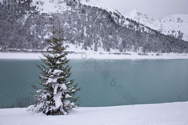 雪大量的树采用指已提到的人奥地利人alkali-treatedlipopolysaccharide碱处理的脂多糖mounta采用