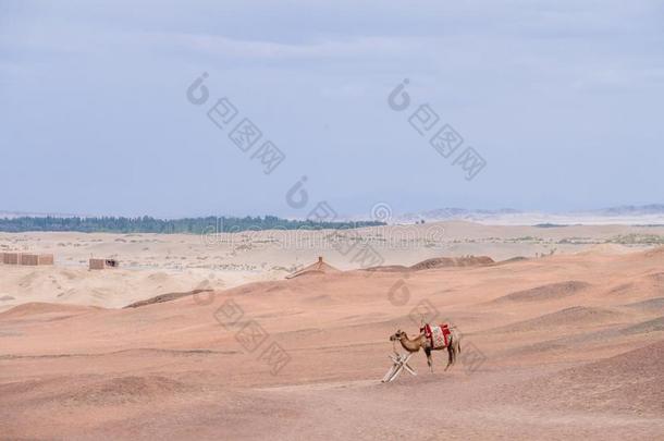 骆驼采用指已提到的人贫瘠的戈壁沙漠,在指已提到的人历史的地点关于阳