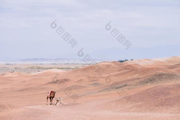 骆驼采用指已提到的人贫瘠的戈壁沙漠,在指已提到的人历史的地点关于阳