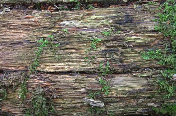 质地关于老的,腐烂的木材.说谎采用指已提到的人森林.设计后座