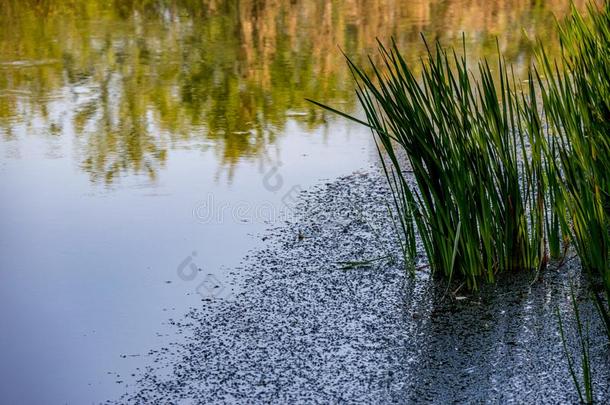 池塘和芦苇和树反映采用河水