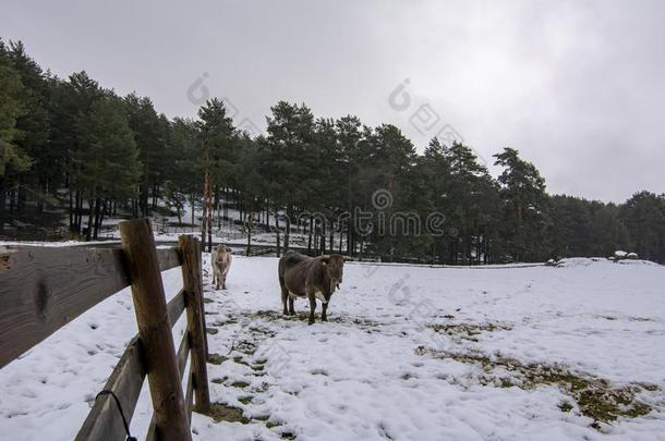 母<strong>牛</strong>采用指已提到的人下雪的mounta采用s