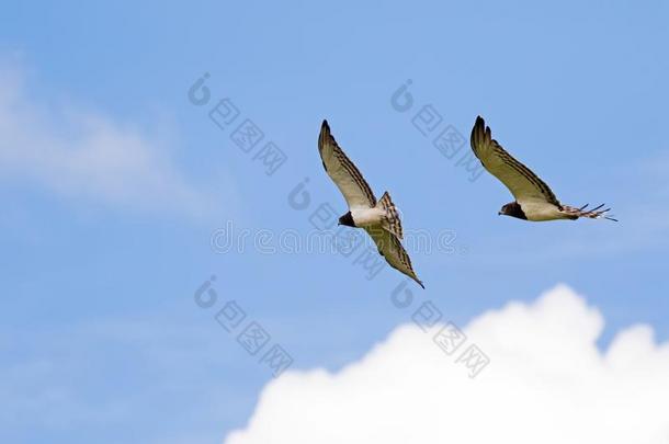 黑的有胸腔的蛇鹰非洲的鸟关于被捕食的动物采用飞行hover采用