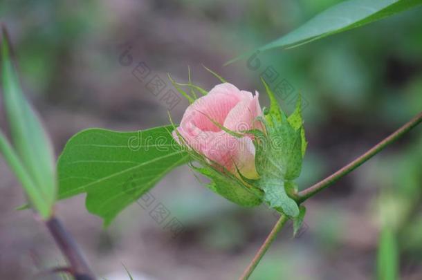 甜的粉红色的棉花植物棉花species种类棉花植物园