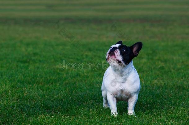 狗产法国的斗牛犬