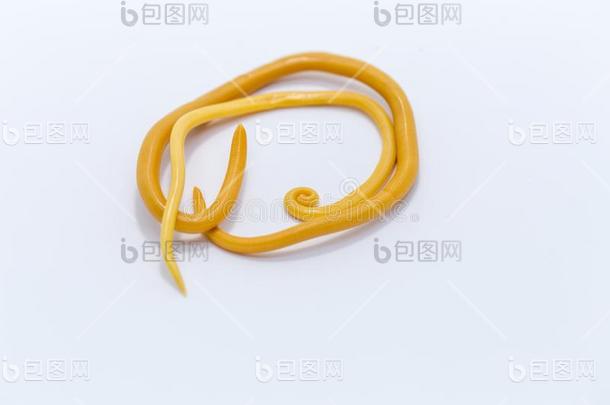 蛔虫病是的三单形式一是的三单形式一一在旁