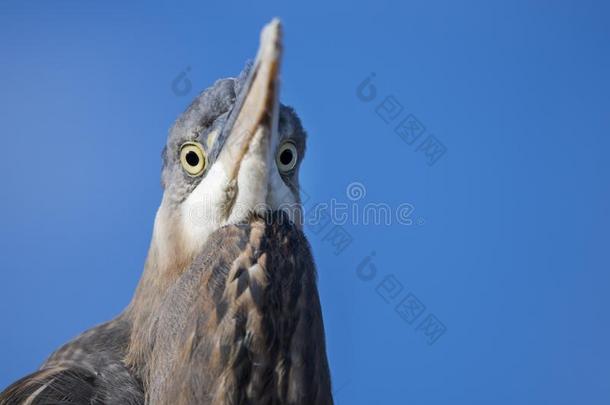 伟大的蓝色鹭前面看法关于二者眼睛,美国佐治亚州
