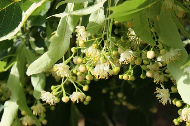 没有打开过的白色的花关于菩提树采用六月关-在上面