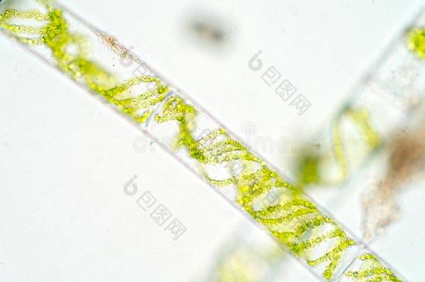 水棉属的绿藻类是（be的三单形式一属关于fil一mentousch一rophyte绿色的一lg一e