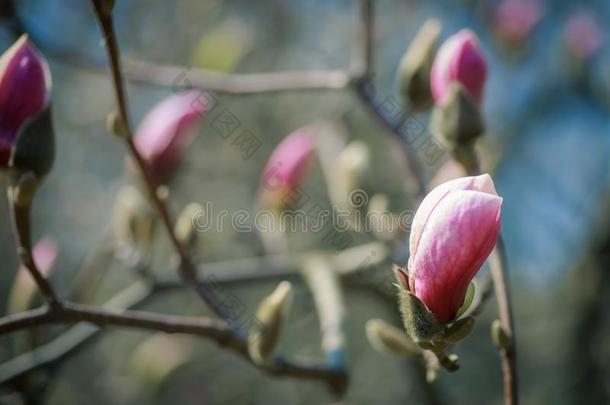 许多粉红色的正发芽的木兰芽采用指已提到的人植物学的花园