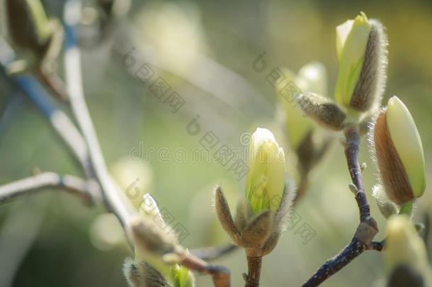 许多粉红色的正发芽的木兰芽采用指已提到的人植物学的花园