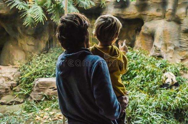 爸爸和儿子在指已提到的人动物园w在chp和<strong>ae</strong>在竹子