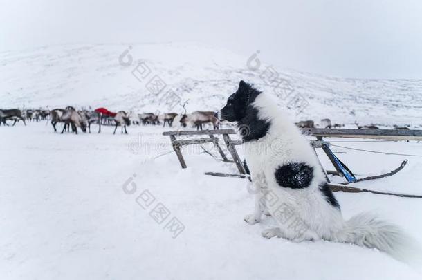 肖像关于西伯利亚的狗采用沙漠关于亚马尔半岛在近处德尔斯.