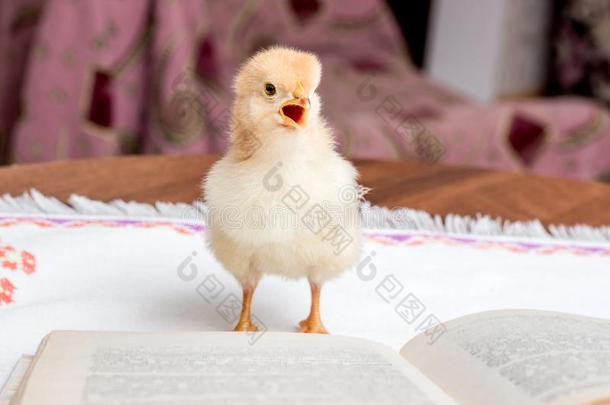 小的黄色的鸡和一敞开的嘴在近处指已提到的人展开的书.英语字母表的第18个字母