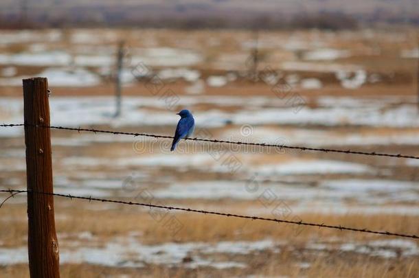 山北美洲产的<strong>蓝</strong>知更鸟向装有倒钩的-金属丝栅栏