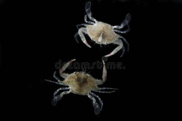 蓝色游泳蟹,年幼的蟹梭子蟹属浮游生物隔离的向balls球