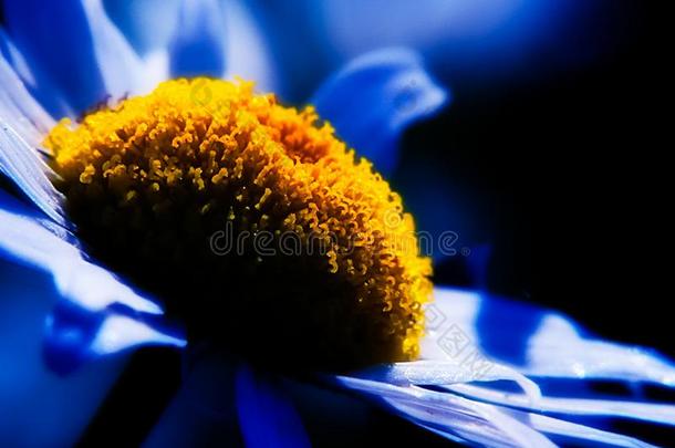蓝色花.花序关于植物