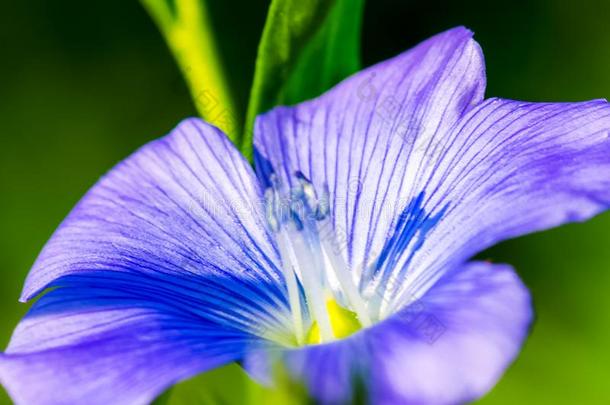 <strong>蓝色花</strong>.花序关于植物