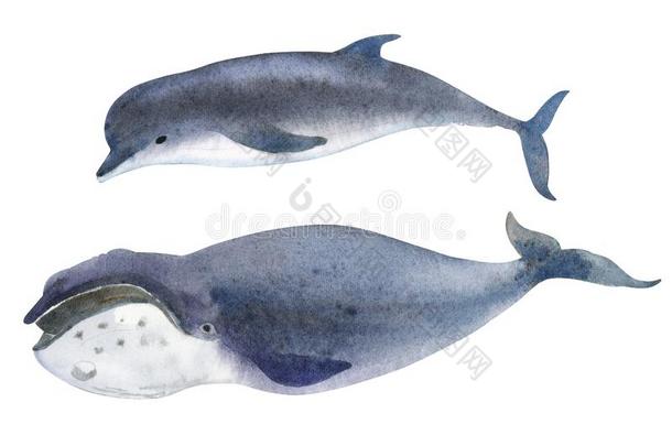 一灰色鲸和<strong>海豚</strong>.斑点草图关于洋北方动物